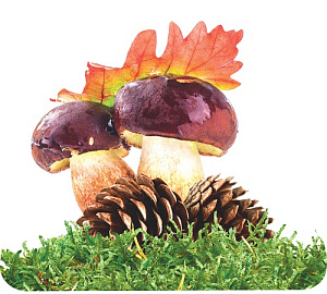 мини-плакат фигурный грибы и шишки 100*100 10-10.01-0009 /miland